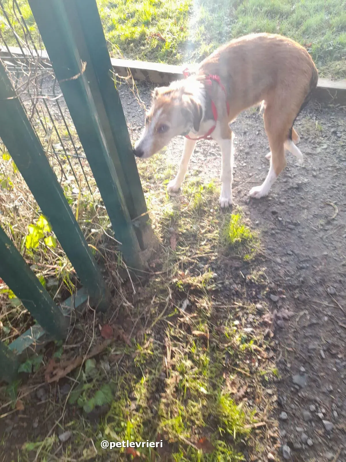 prince adozione lurcher saluki pet levrieri 22