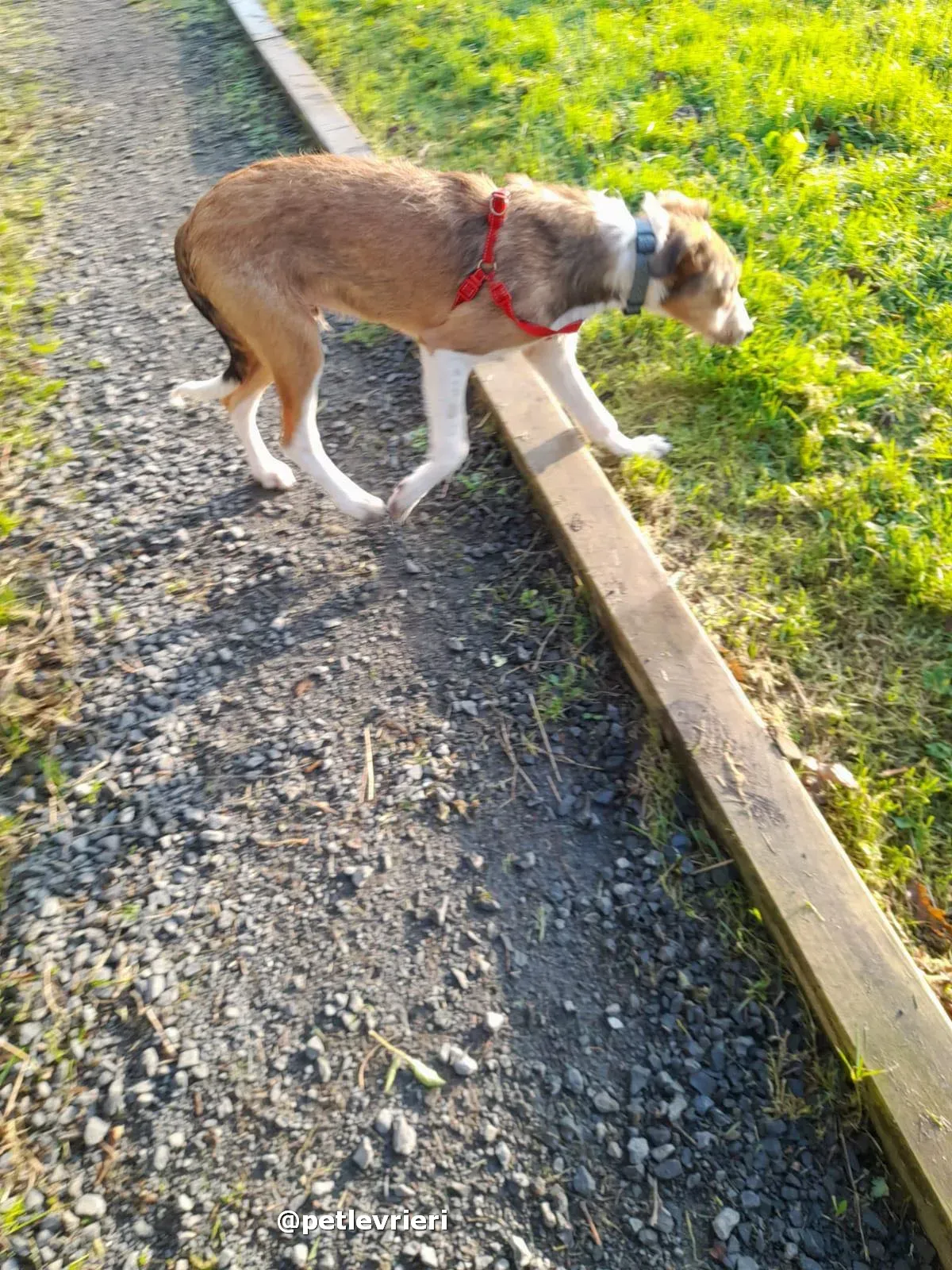 prince adozione lurcher saluki pet levrieri 23