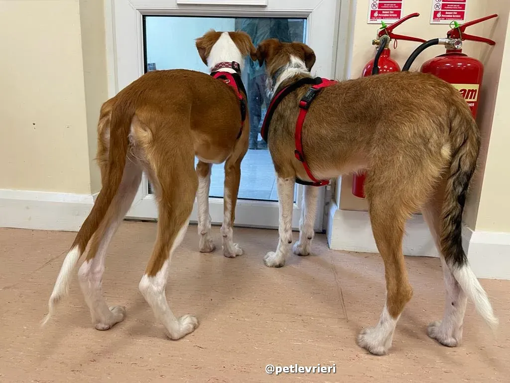 prince adozione lurcher saluki pet levrieri 24