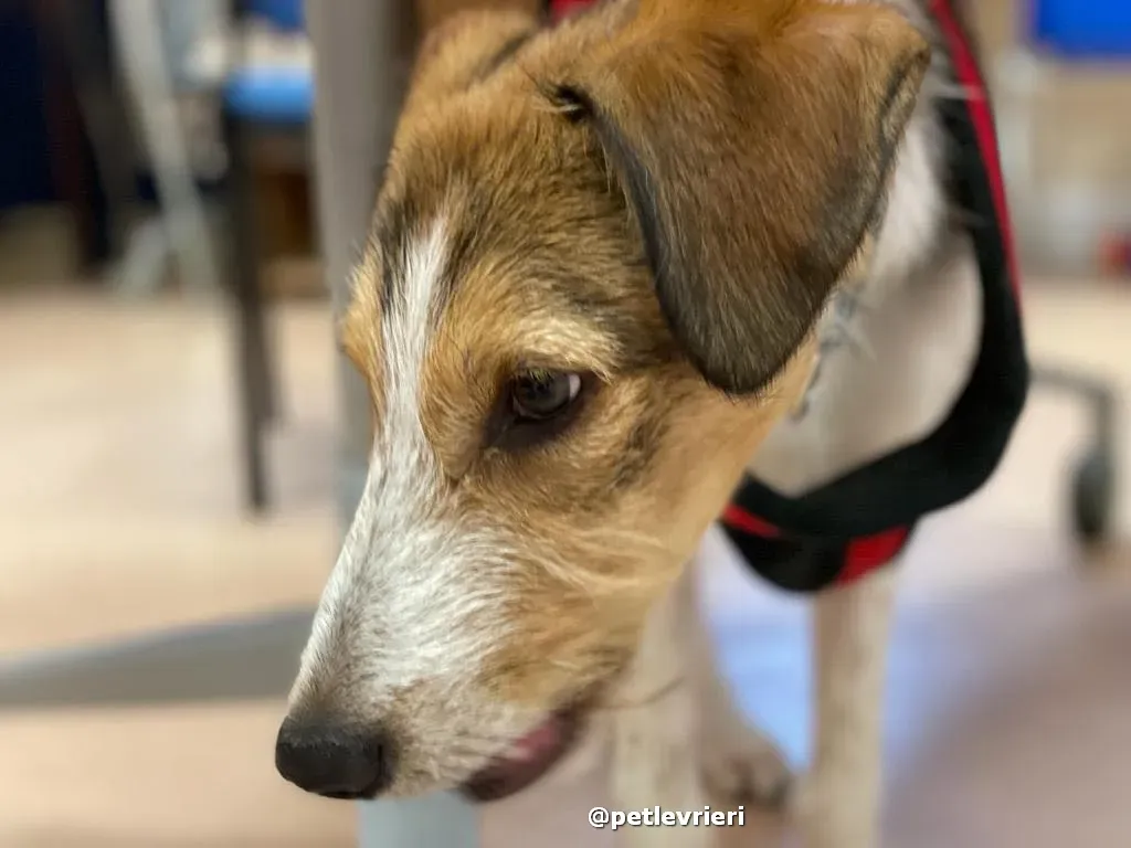 prince adozione lurcher saluki pet levrieri 25