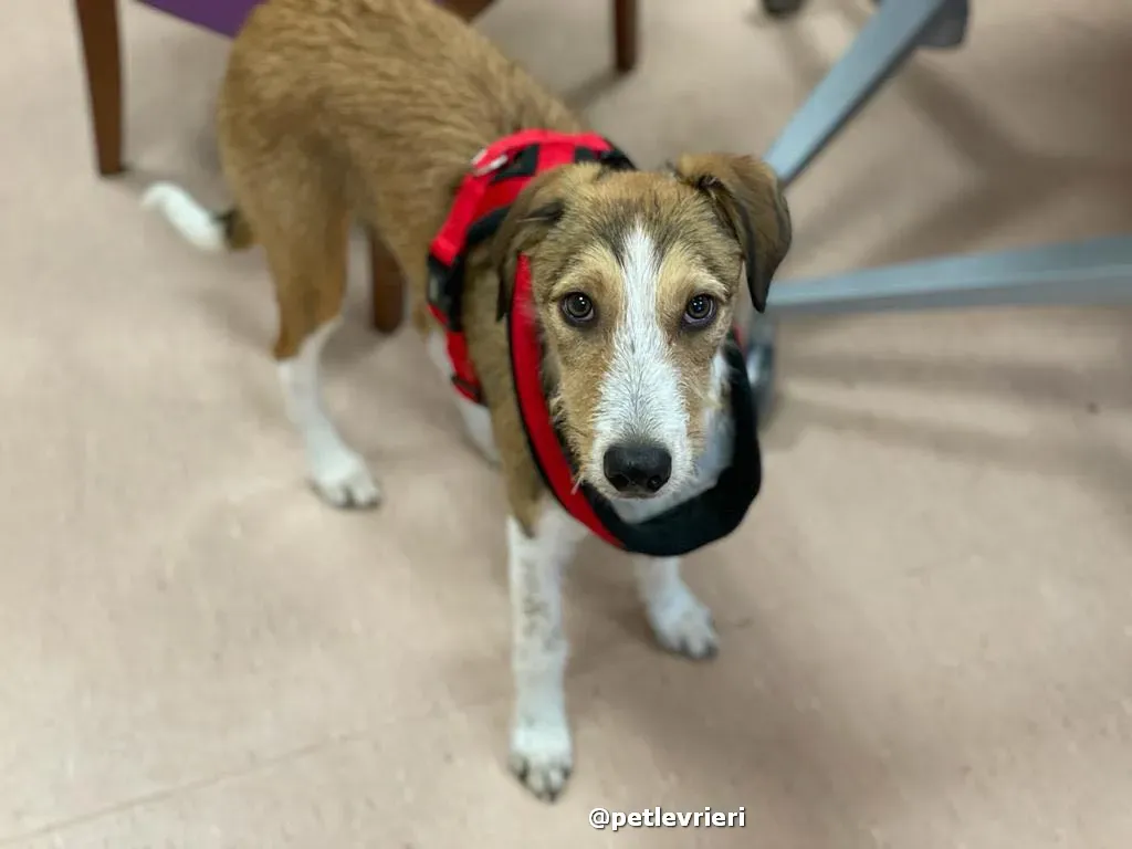 prince adozione lurcher saluki pet levrieri 27