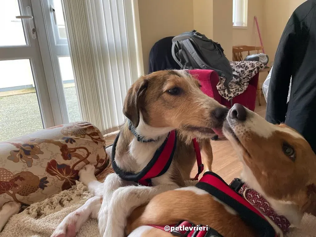 prince adozione lurcher saluki pet levrieri 28