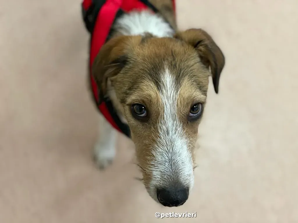 prince adozione lurcher saluki pet levrieri 29