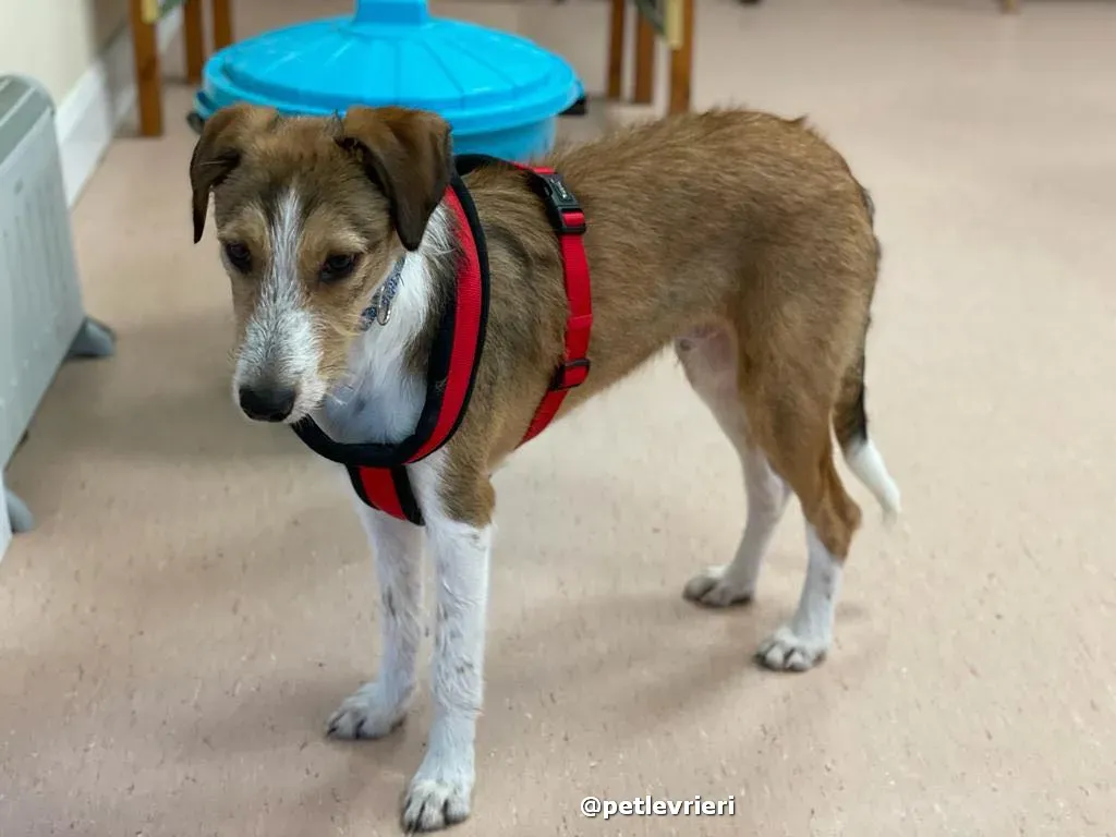 prince adozione lurcher saluki pet levrieri 30