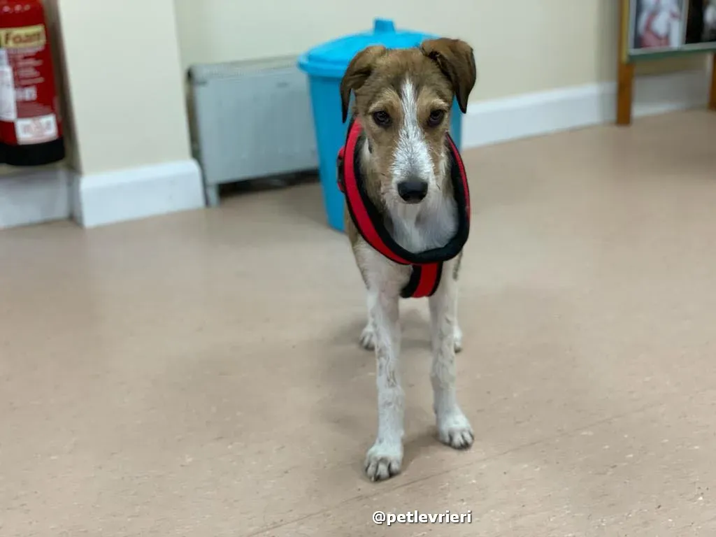 prince adozione lurcher saluki pet levrieri 31