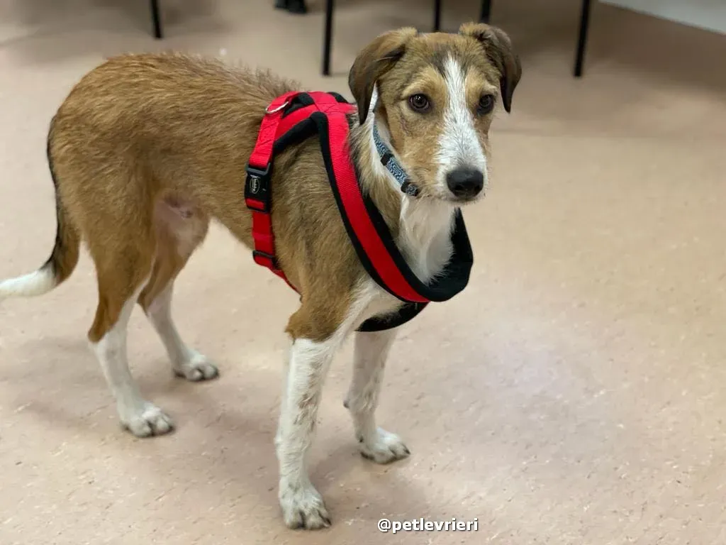 prince adozione lurcher saluki pet levrieri 32