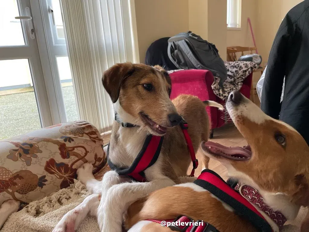 prince adozione lurcher saluki pet levrieri 33