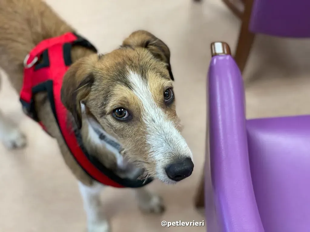 prince adozione lurcher saluki pet levrieri 34