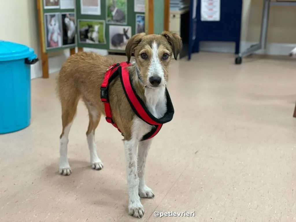 prince adozione lurcher saluki pet levrieri 35