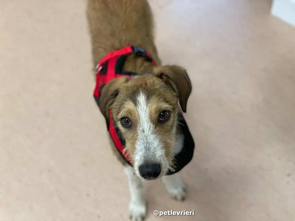 prince adozione lurcher saluki pet levrieri 37