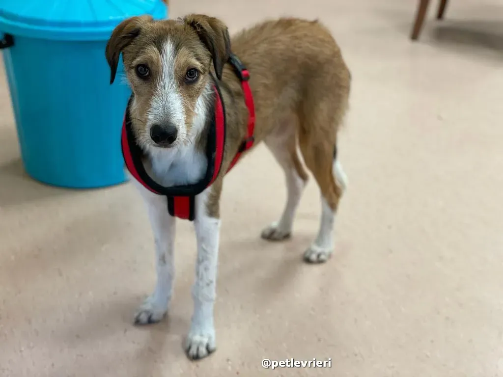 prince adozione lurcher saluki pet levrieri 38