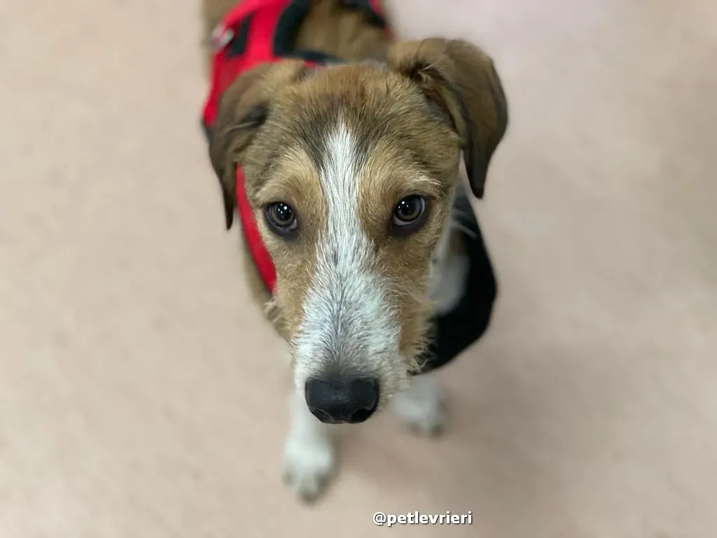 prince adozione lurcher saluki pet levrieri 41