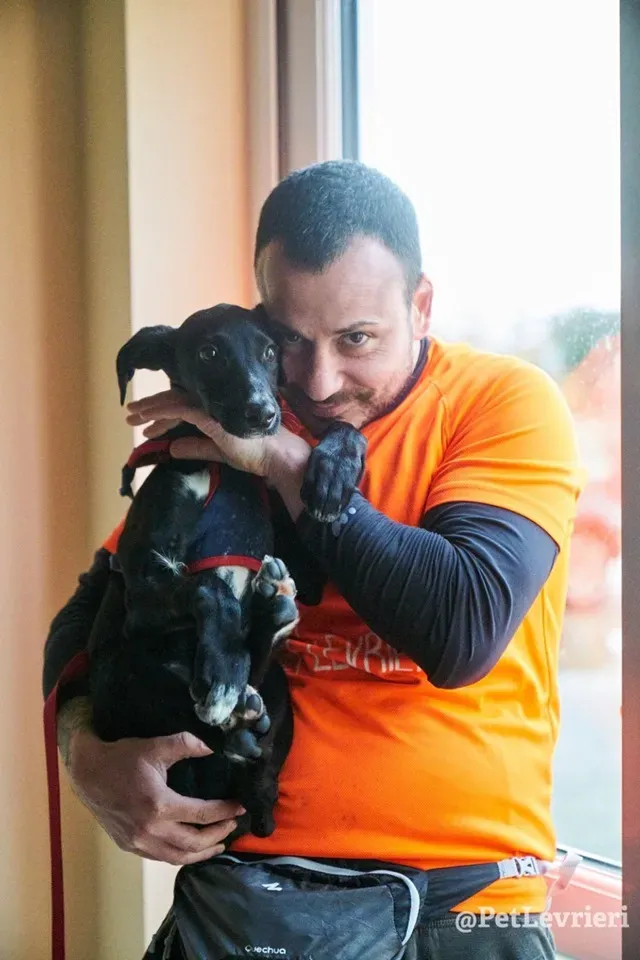 prince adozione lurcher