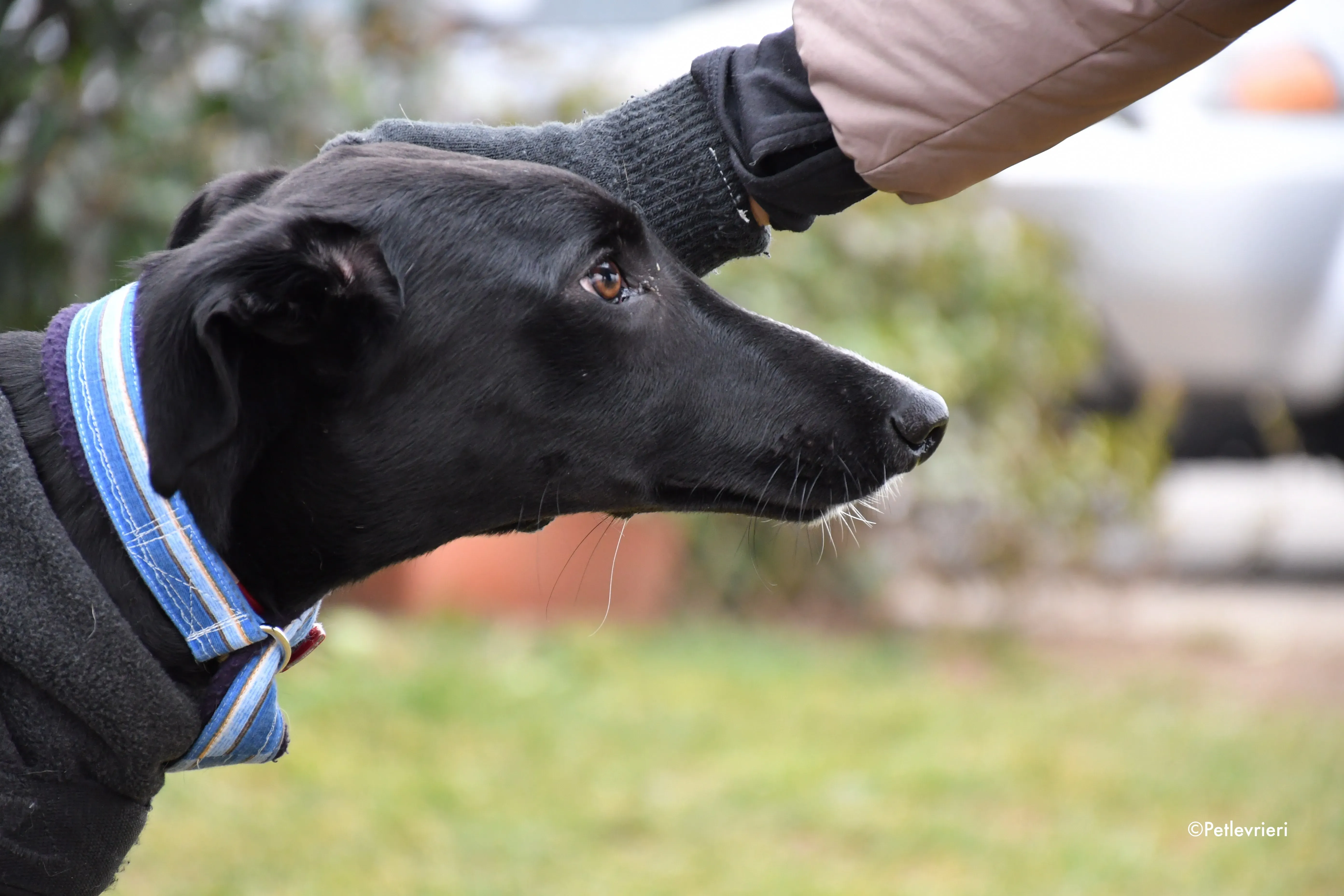 prince greyhound adoption day 4
