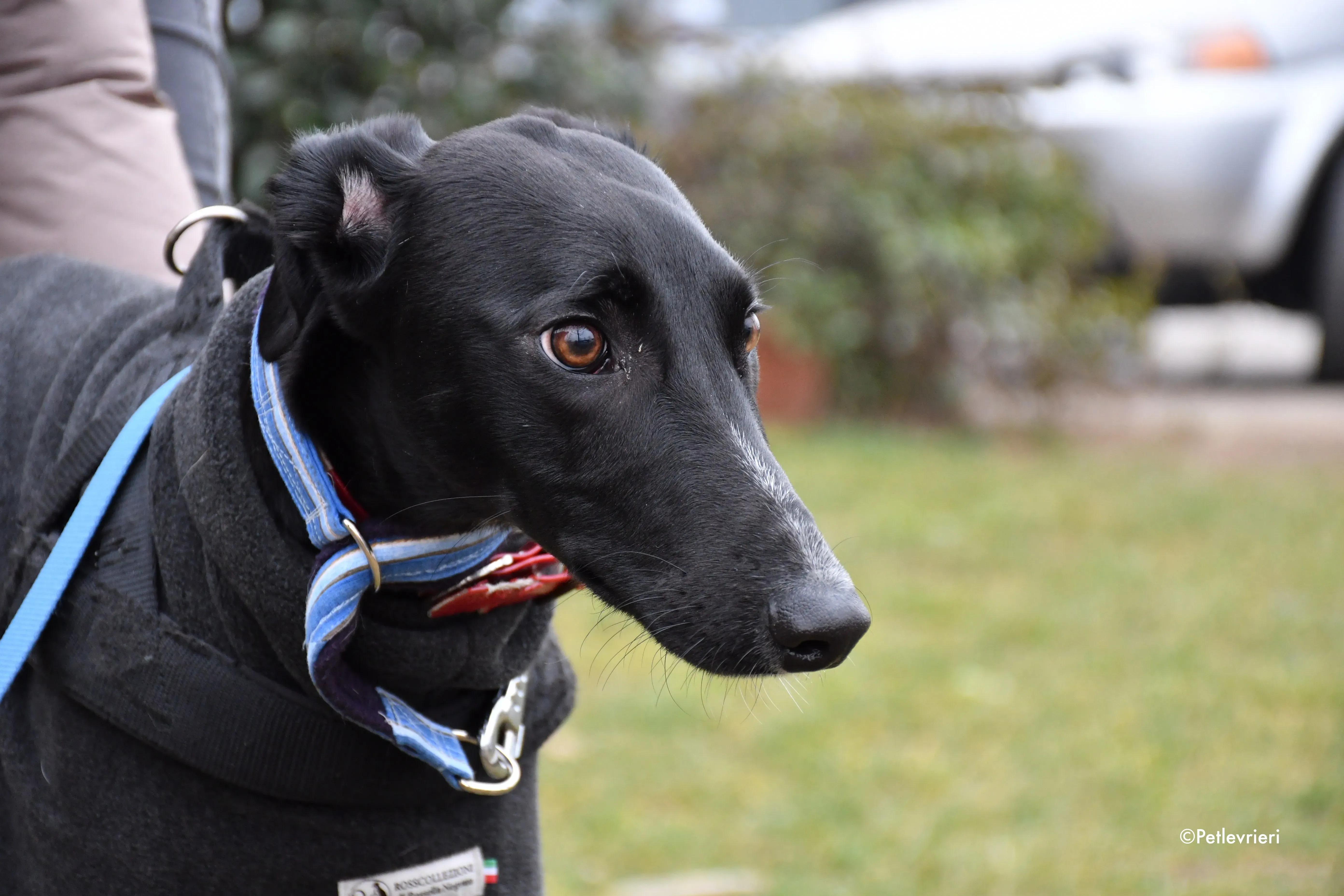 prince greyhound adoption day 5