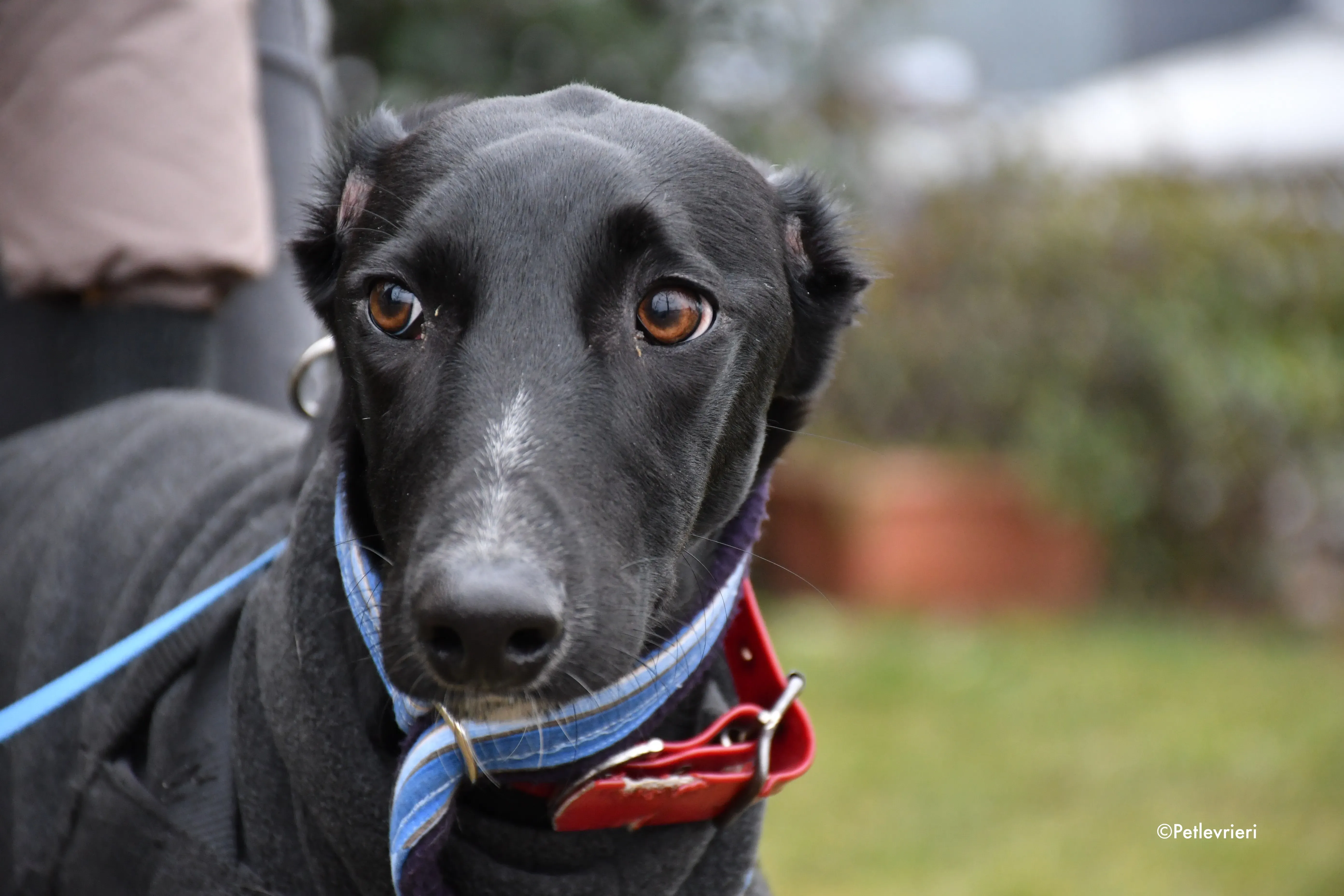 prince greyhound adoption day 8