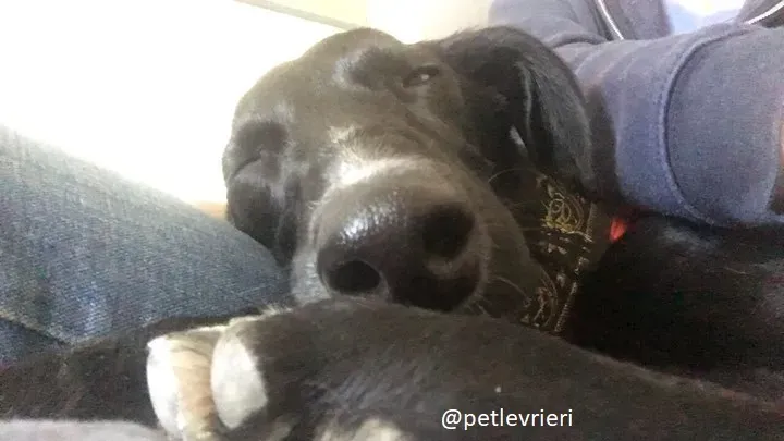 prince greyhound adozione