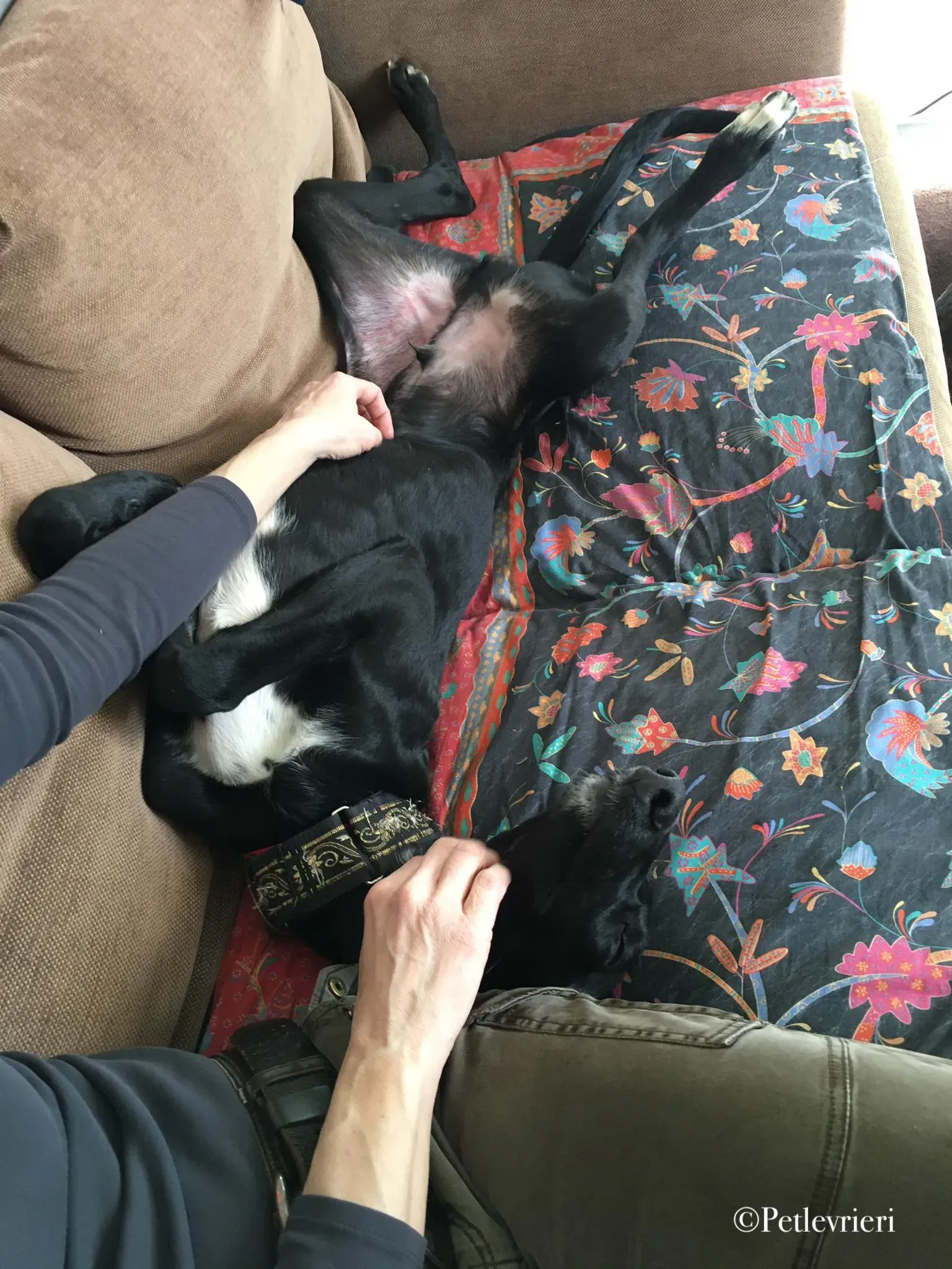 prince greyhound pet levrieri 1 1