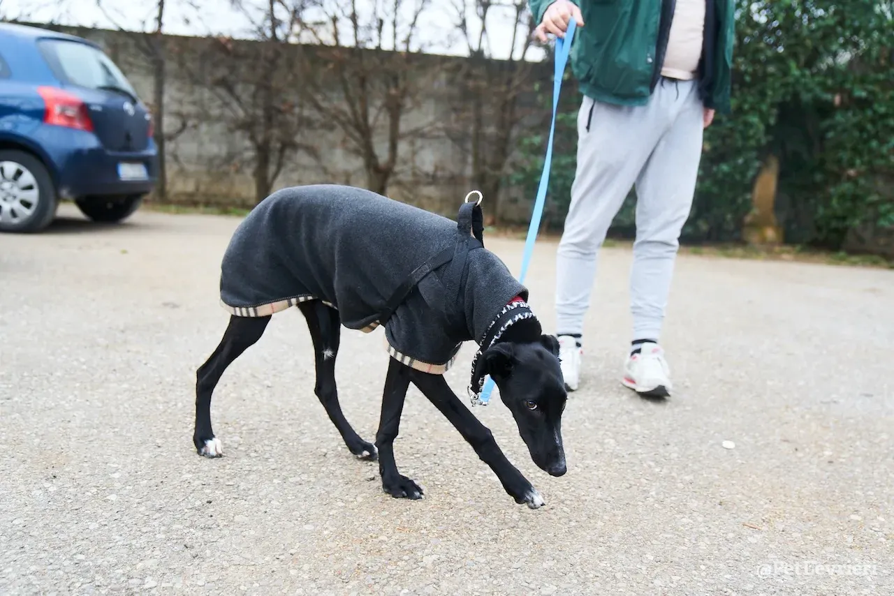 prince greyhound pet levrieri 1