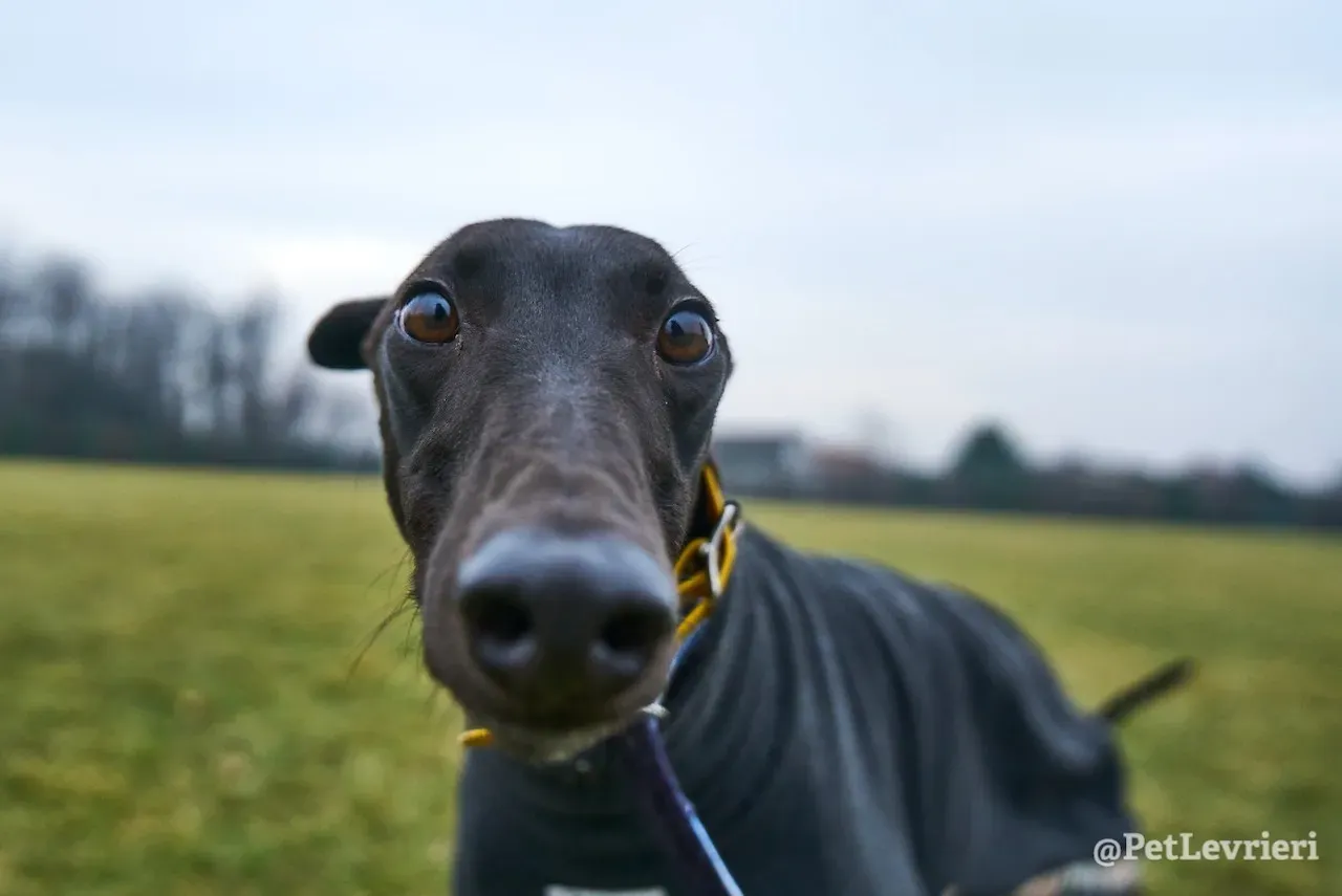 prince greyhound pet levrieri 10