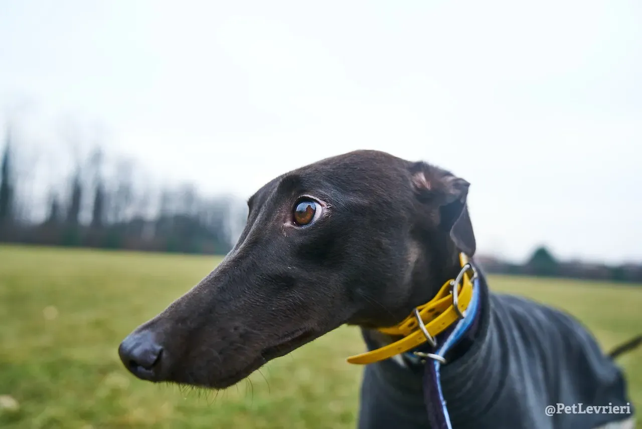 prince greyhound pet levrieri 11