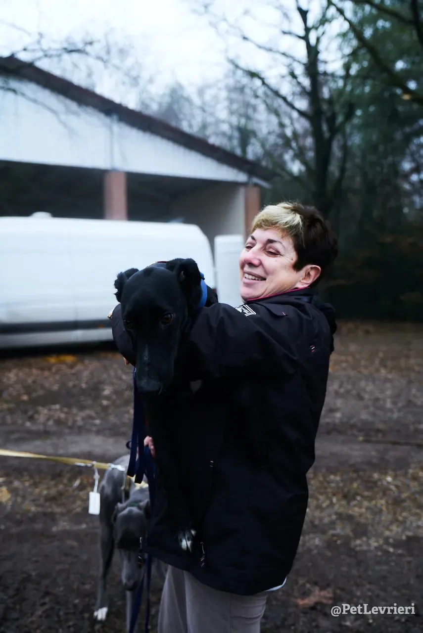 prince greyhound pet levrieri 12