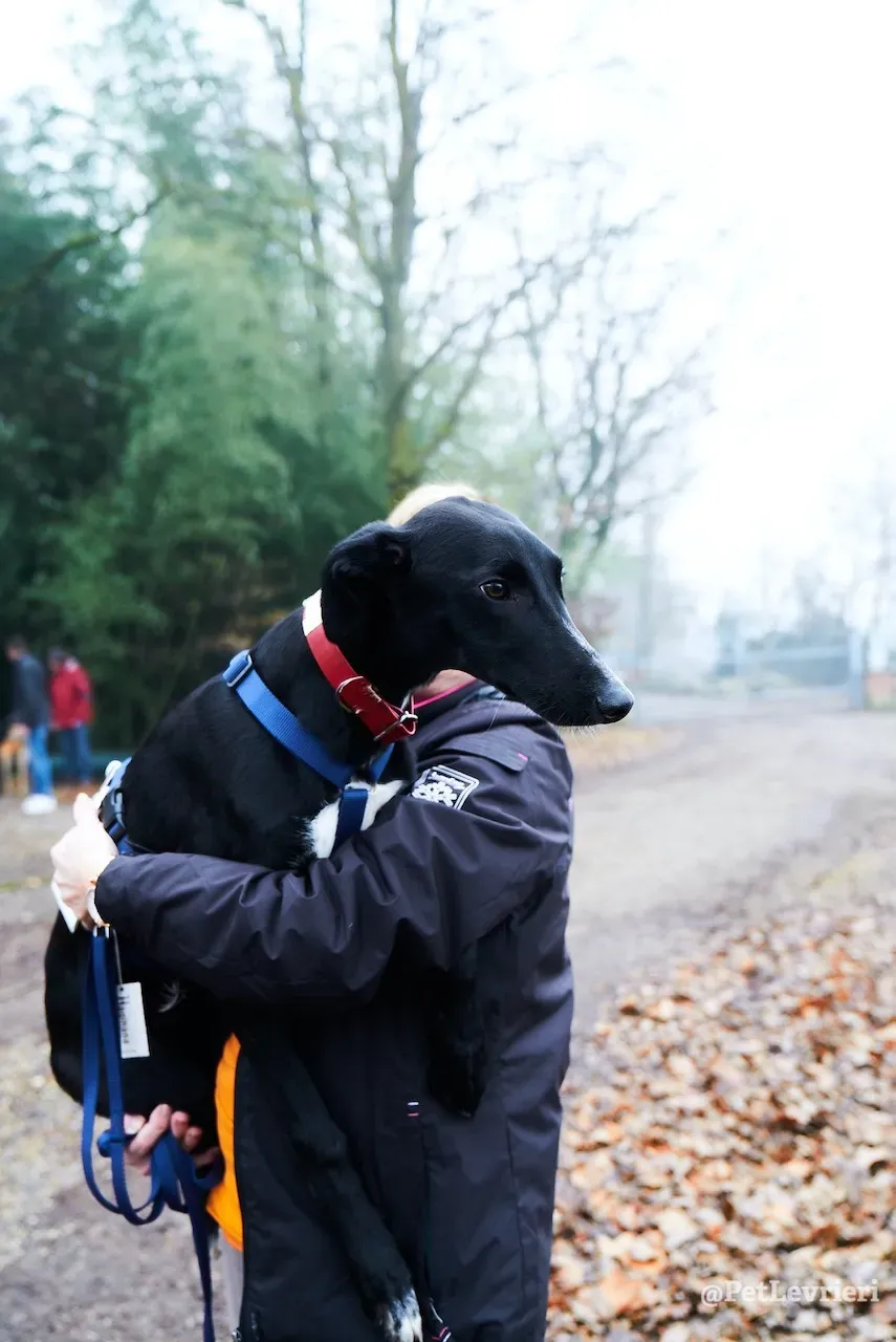 prince greyhound pet levrieri 13