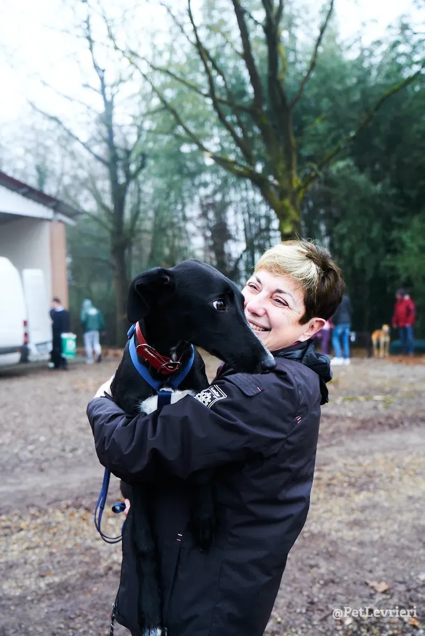 prince greyhound pet levrieri 14