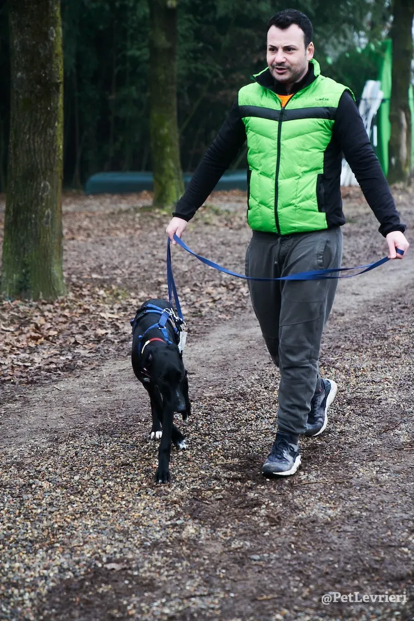 prince greyhound pet levrieri 15