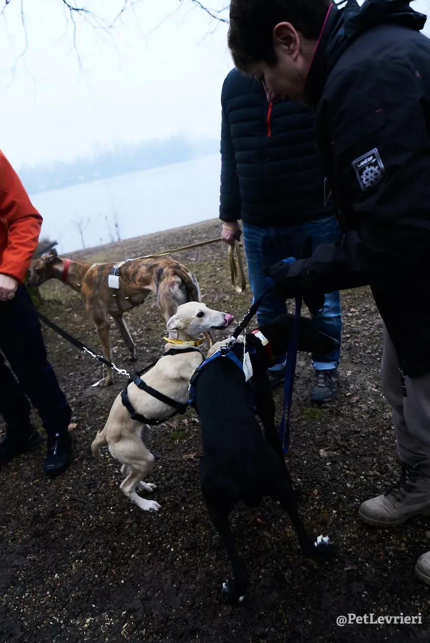 prince greyhound pet levrieri 16