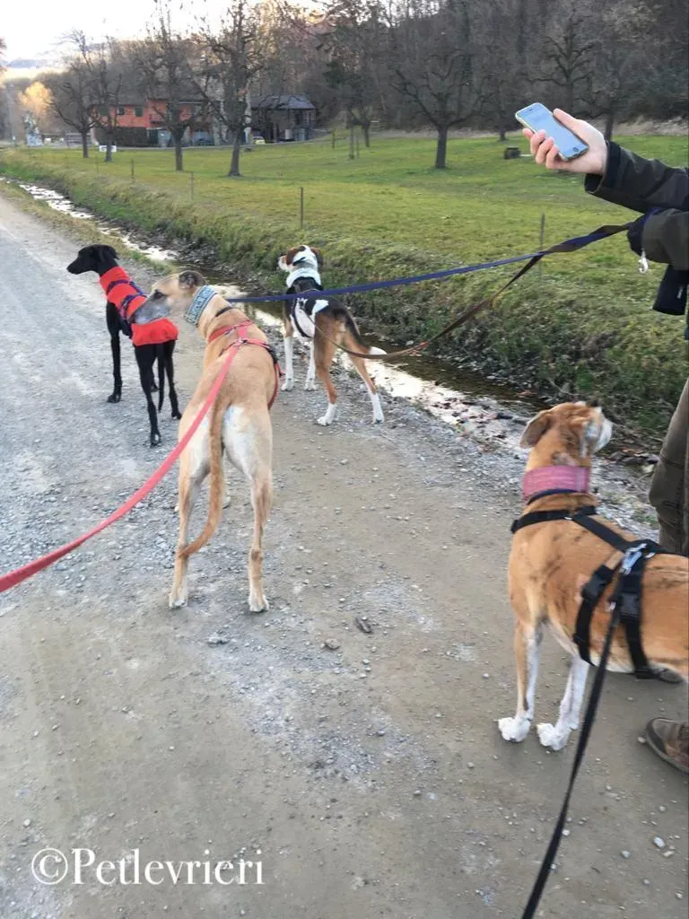 prince greyhound pet levrieri 2 1