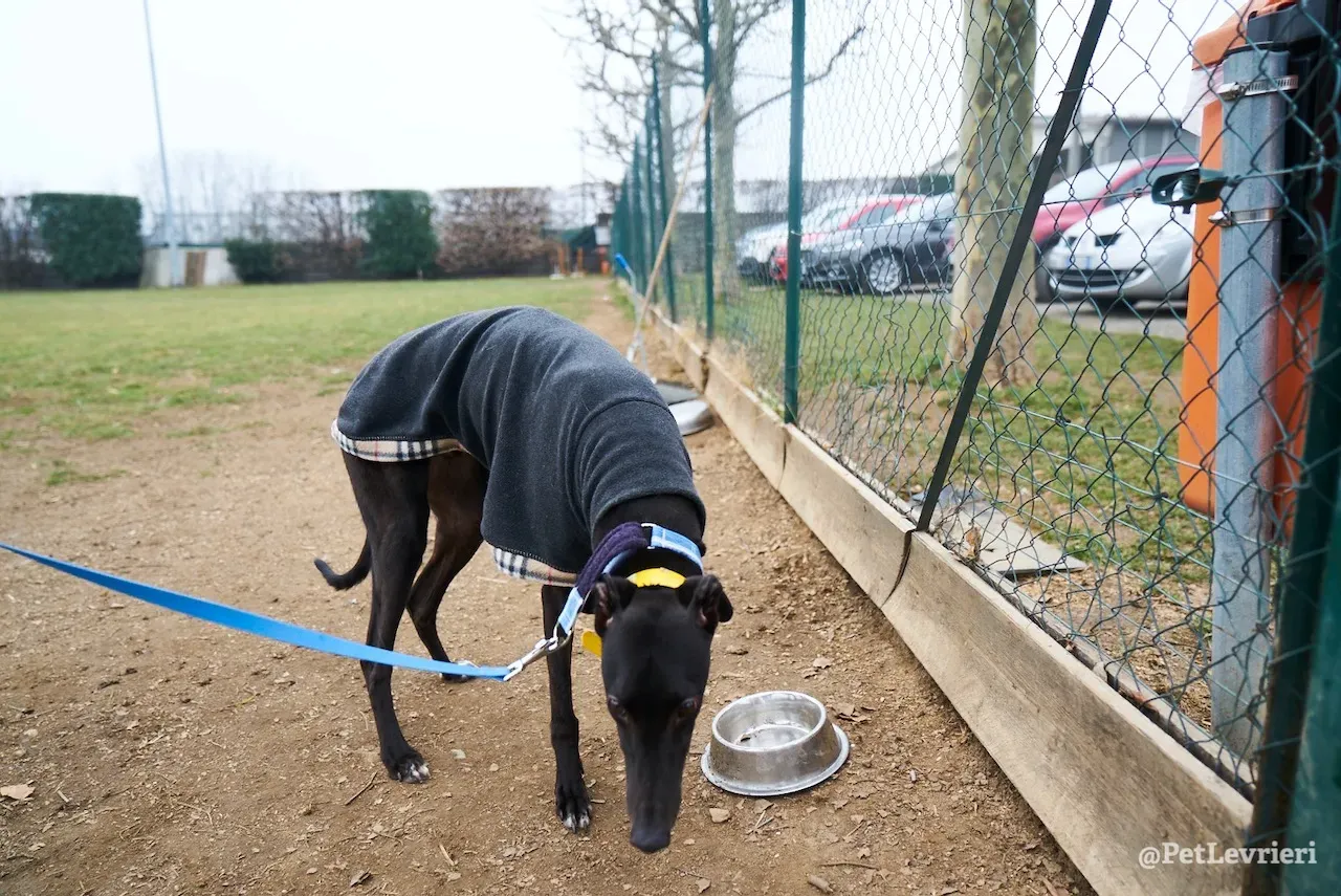 prince greyhound pet levrieri 2