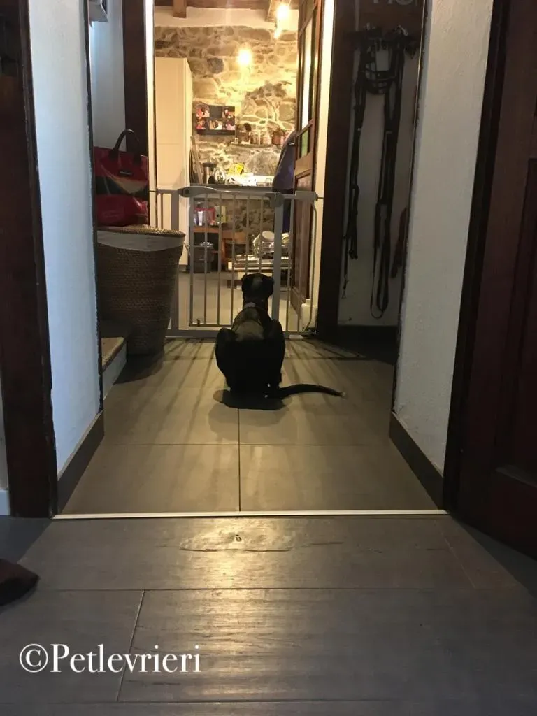 prince greyhound pet levrieri 3 1