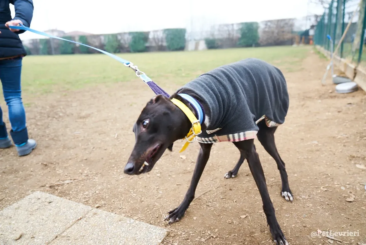 prince greyhound pet levrieri 3