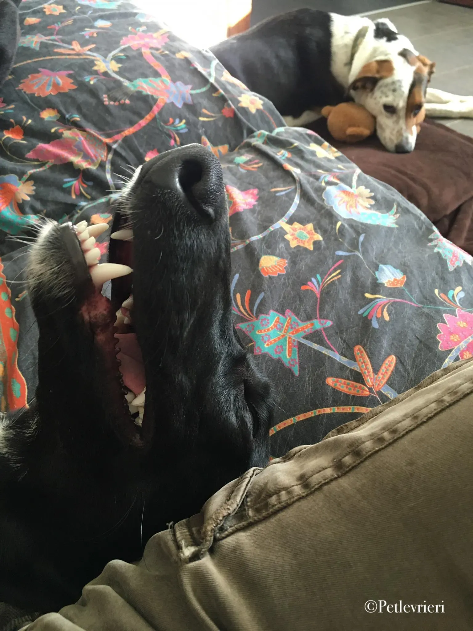 prince greyhound pet levrieri 4 1