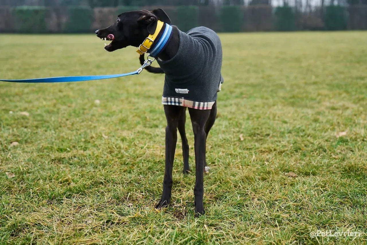 prince greyhound pet levrieri 4