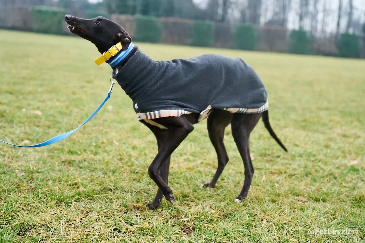 prince greyhound pet levrieri 5