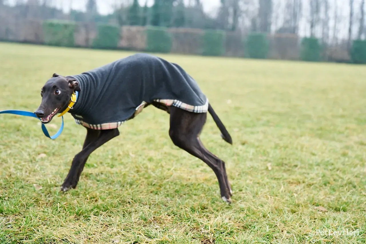 prince greyhound pet levrieri 6