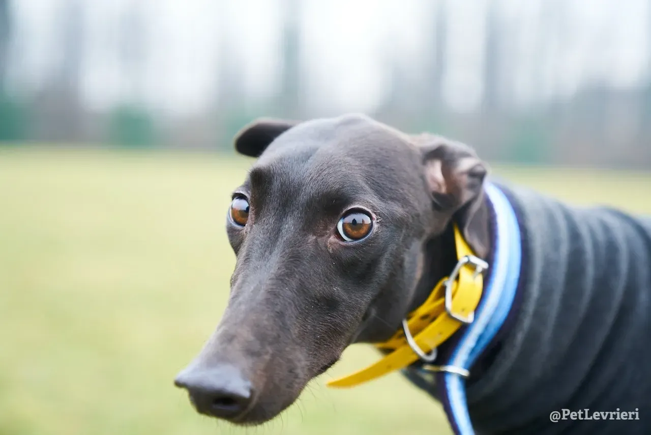 prince greyhound pet levrieri 7