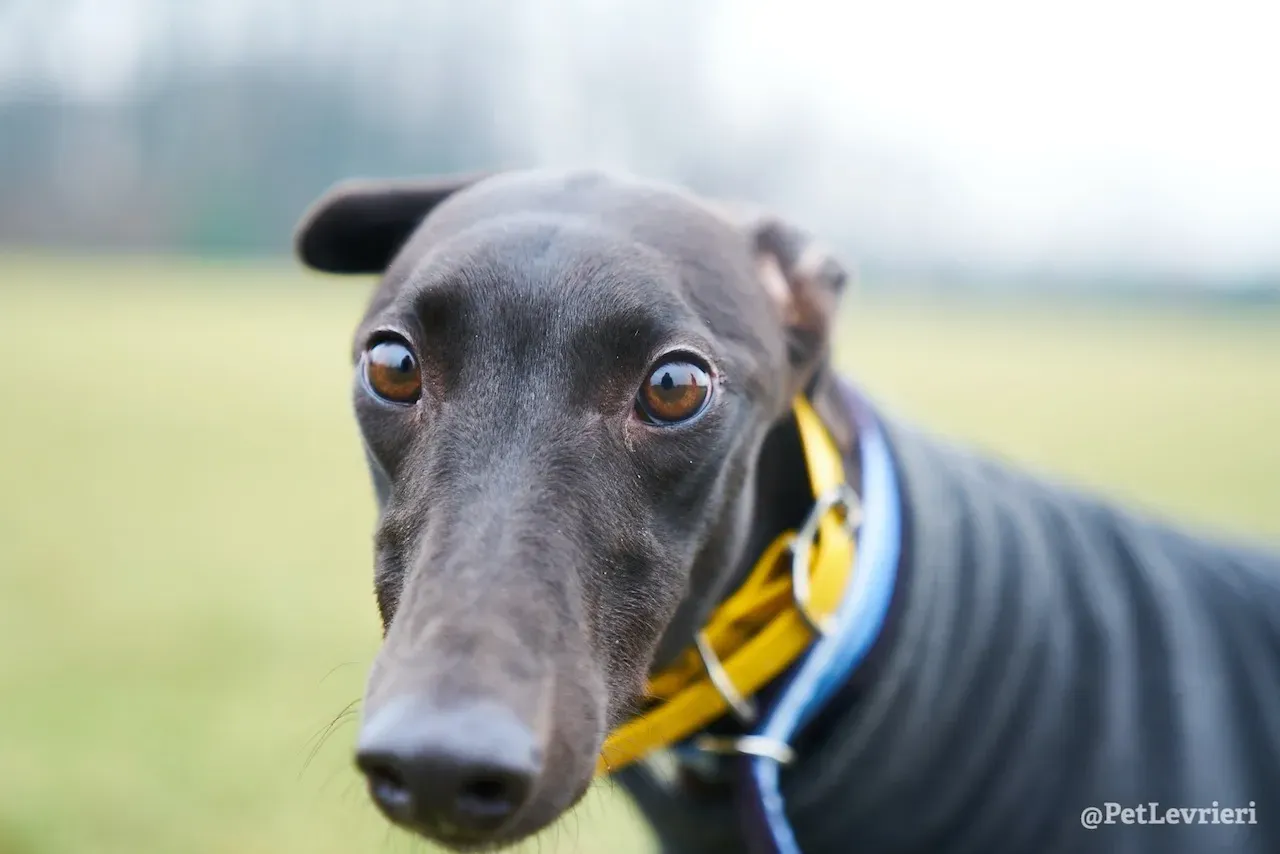 prince greyhound pet levrieri 9