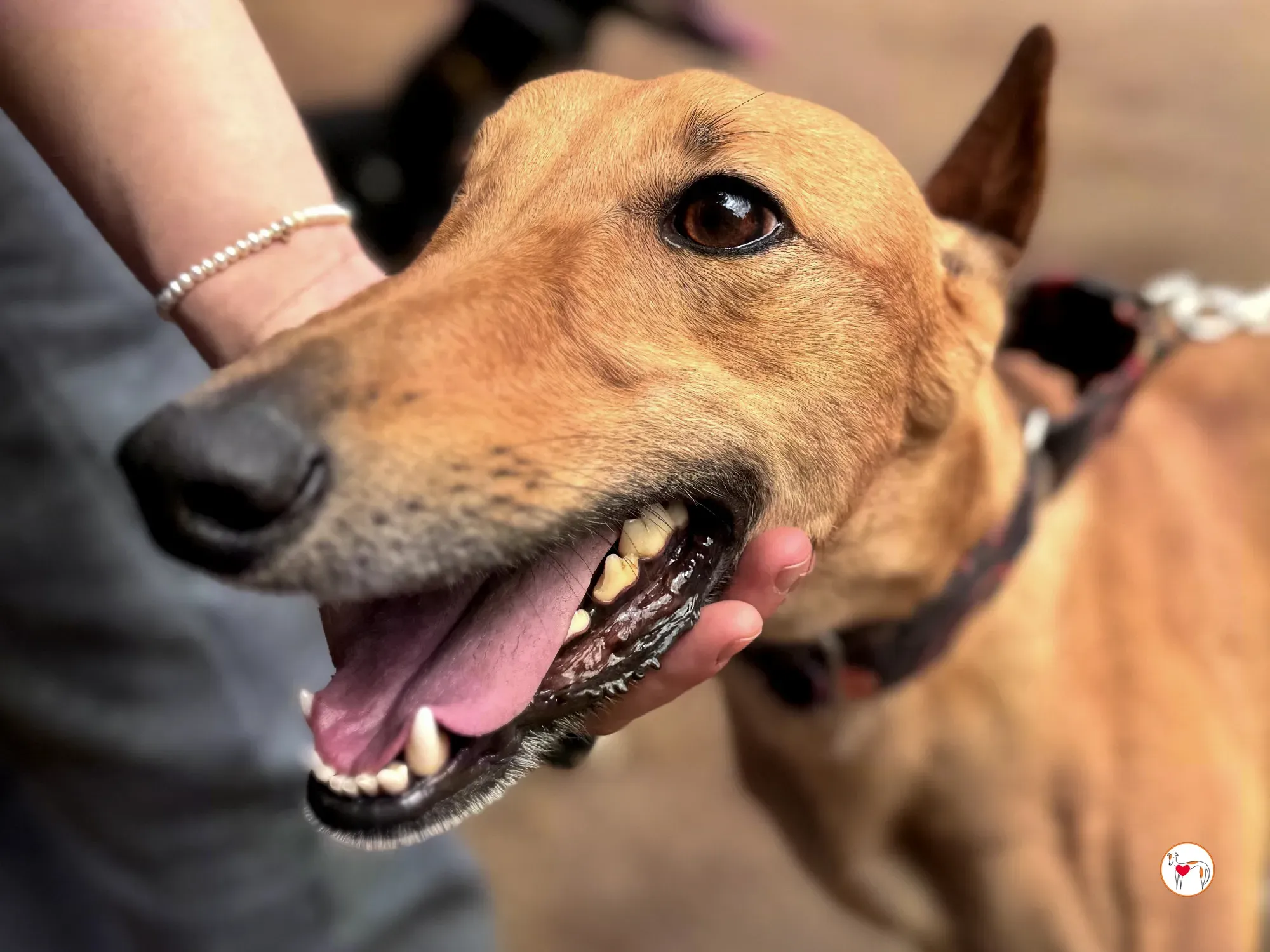 princesa galgo adozione 01