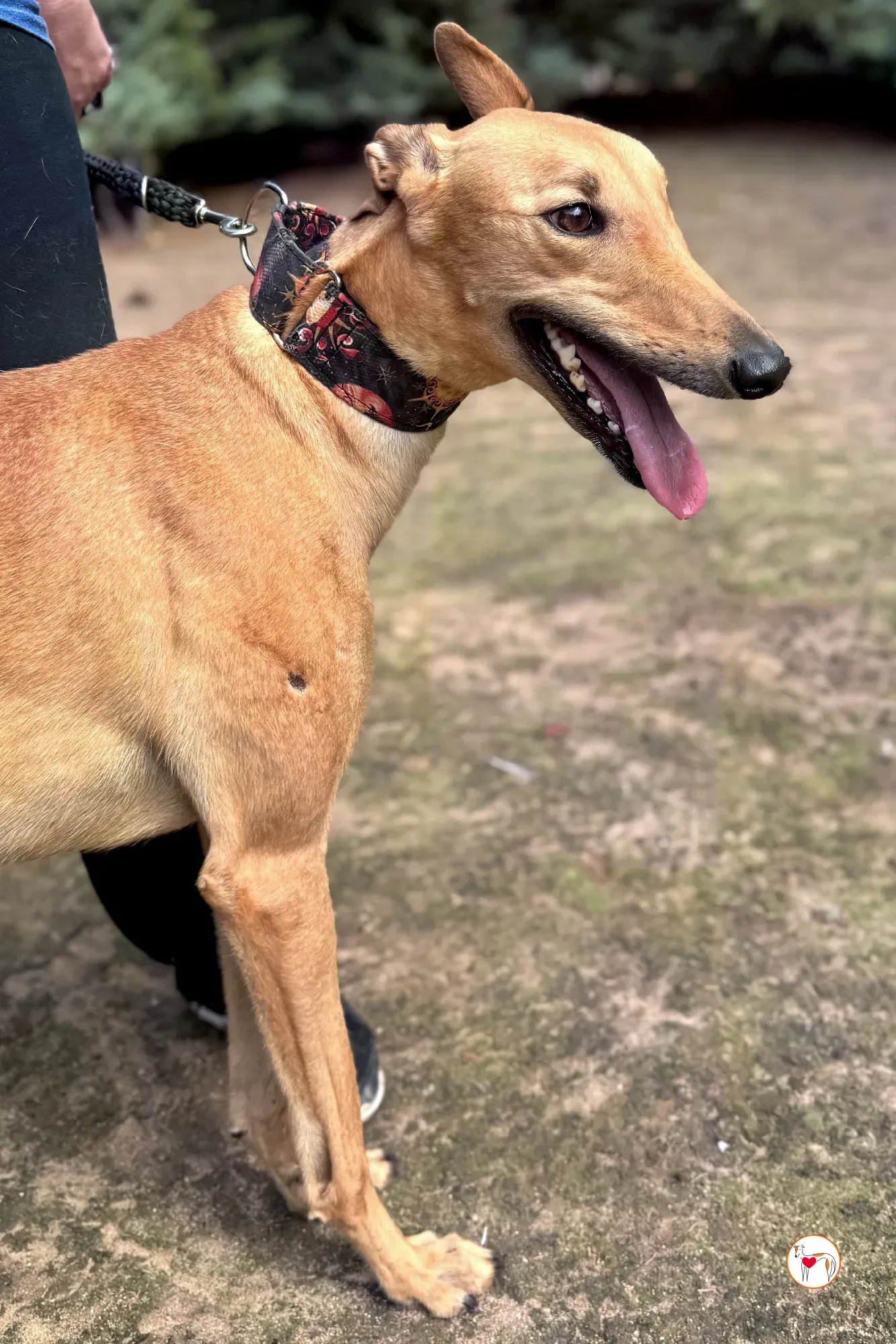 princesa galgo adozione 02