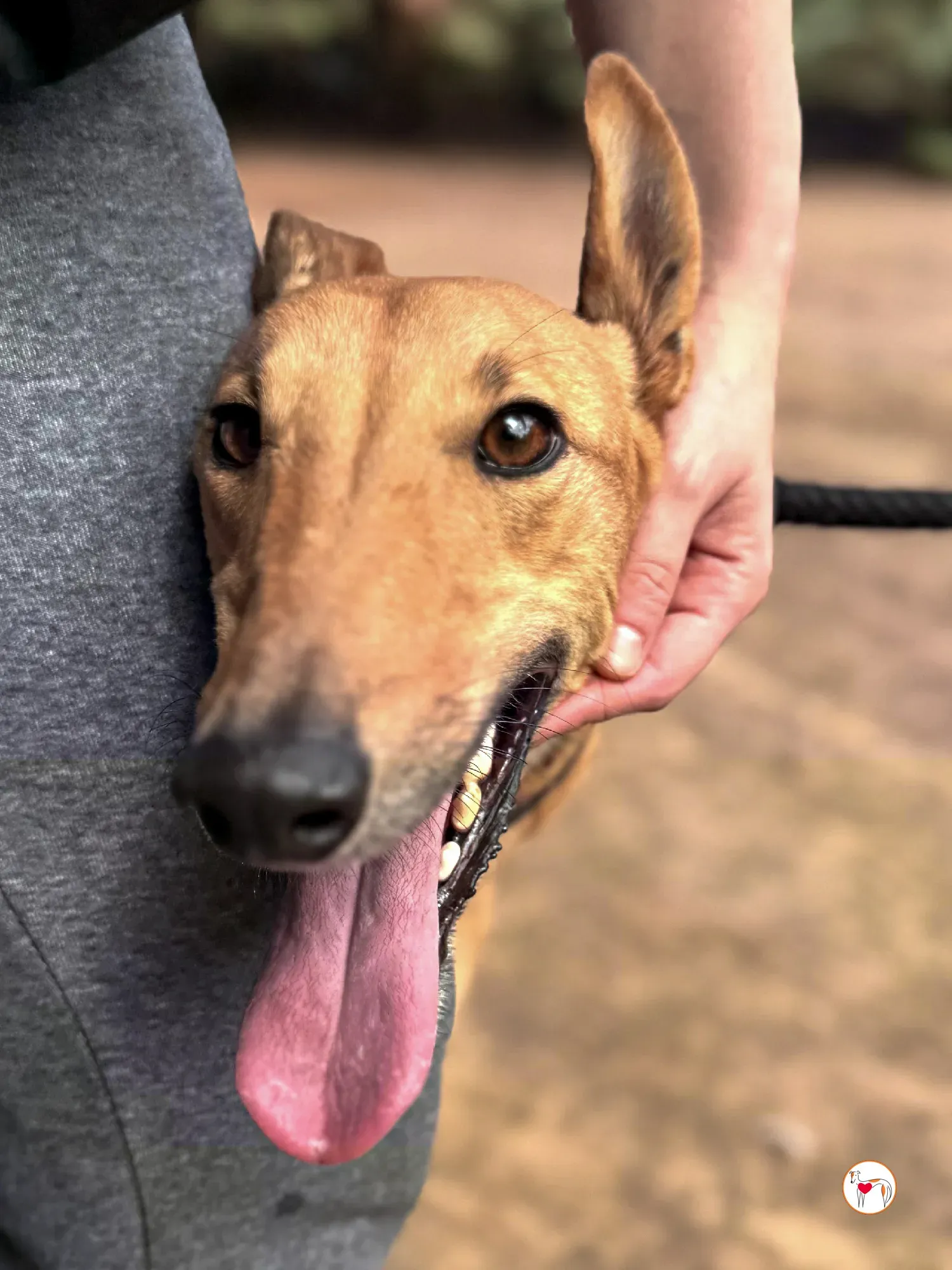 princesa galgo adozione 03