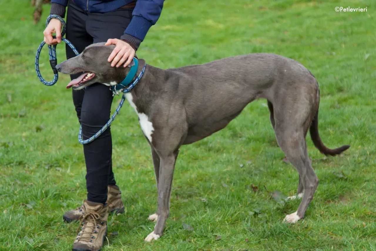 princess adozione levrieri greyhound 10