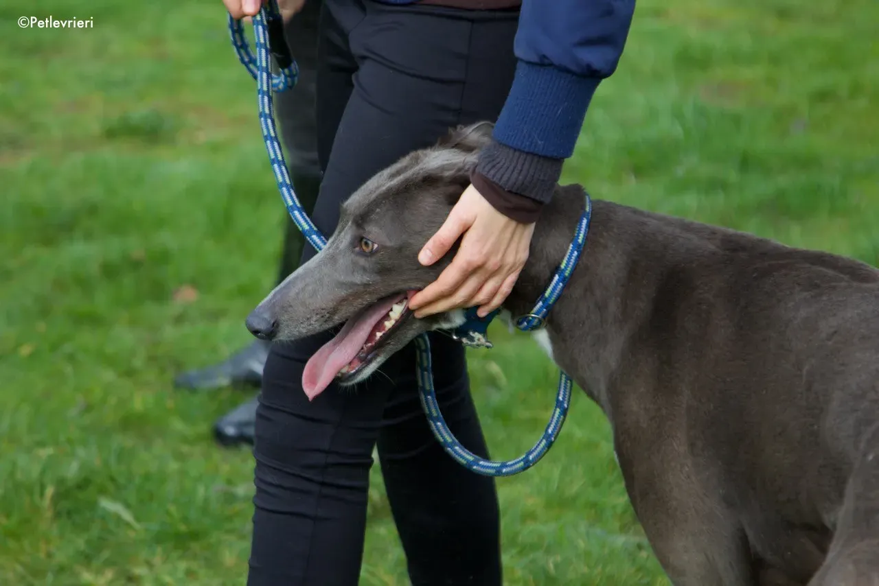 princess adozione levrieri greyhound 11