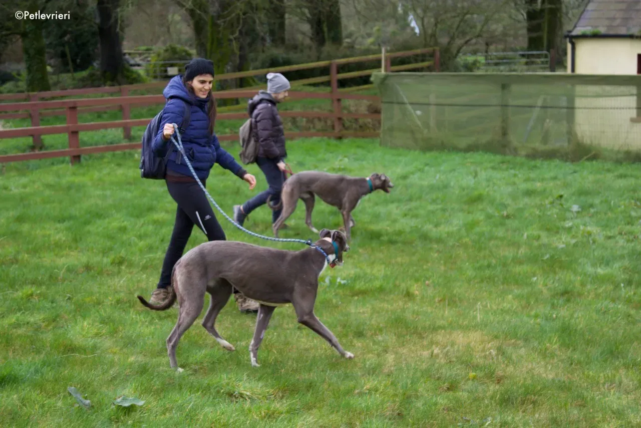 princess adozione levrieri greyhound 12