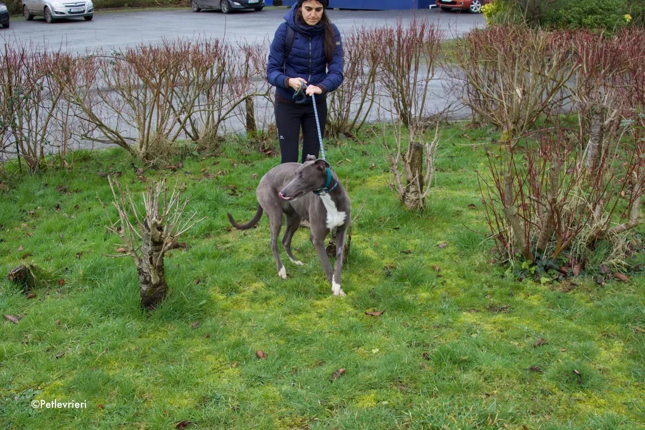 princess adozione levrieri greyhound 4
