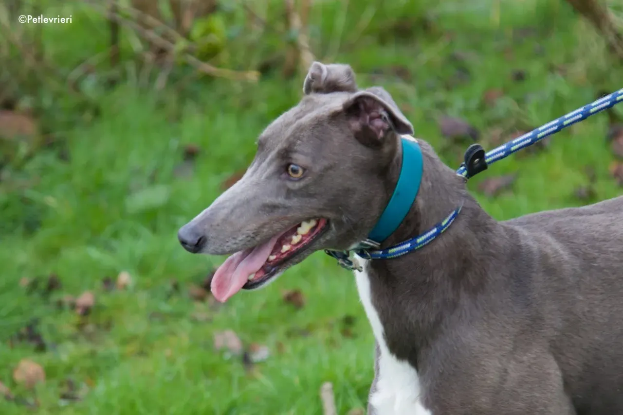 princess adozione levrieri greyhound 5