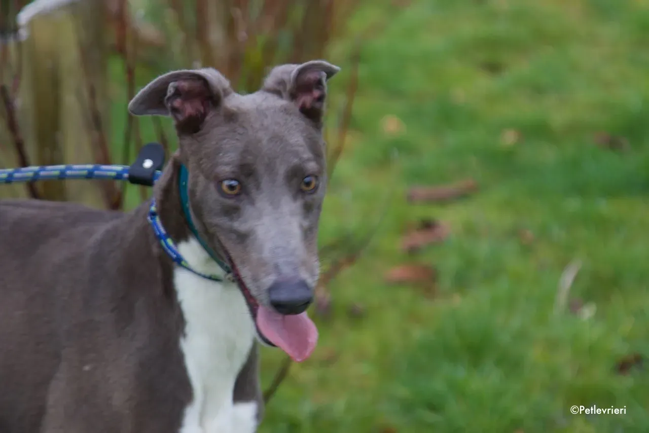 princess adozione levrieri greyhound 6
