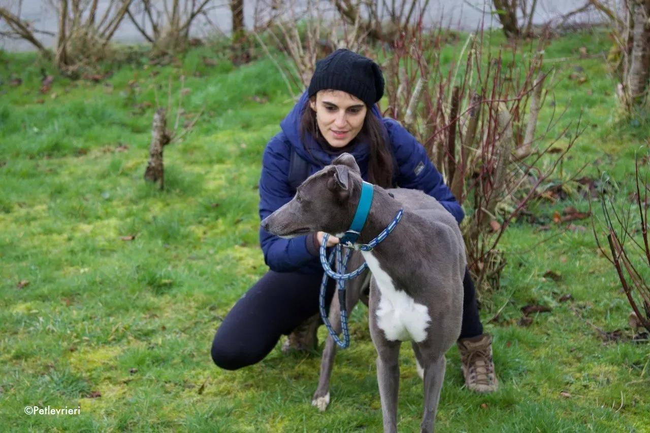 princess adozione levrieri greyhound 7